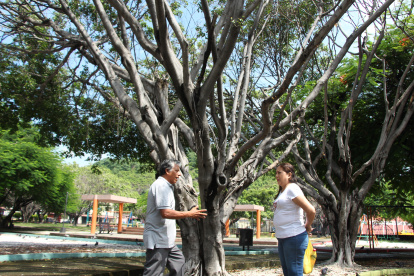 CAIDA DE ARBOL EN BELLAVISTA 10/4/2025