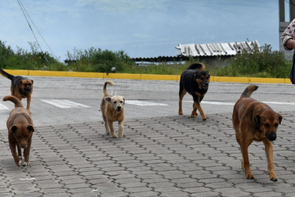 "Haz tu parte, recoge su arte”: Municipio de Quito llama a dueños de mascotas a actuar con responsabilidad