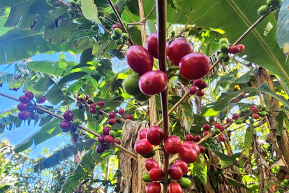 Según el INEC, Ecuador tiene una superficie cultivada de 30.314 hectáreas de café. Más de 3.000 están en Loja.