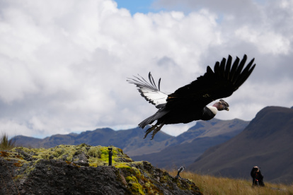El cóndor Valentino fue liberado tras 65 de que fue rescatado en la zona alta de Soldados, en la capital azuaya.