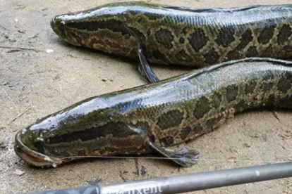 Pez cabeza de serpiente.