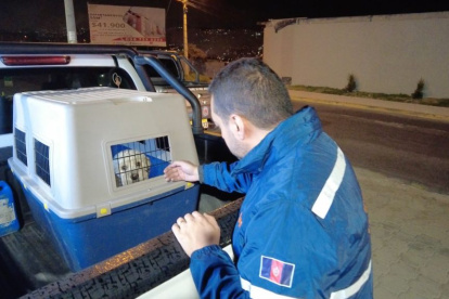 La Agencia Metropolitana de Control (AMC), en un operativo conjunto con la Unidad de Bienestar Animal (UBA) y la Policía Nacional, inició un procedimiento de sanción contra un ciudadano que fue captado agrediendo físicamente a su animal de compañia,