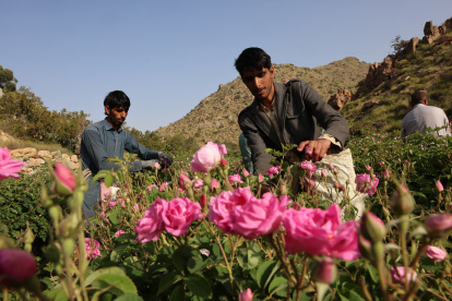 Trabajadores extranjeros cosechan rosas Damascenas (Damasco), utilizadas para producir agua y aceite de rosas, en una granja de Taif, ciudad occidental de Arabia Saudita.