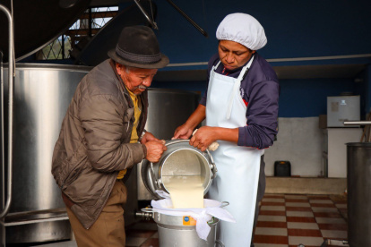 El proceso de ordeñar a la vaca y luego transportar la leche para su comercialización.