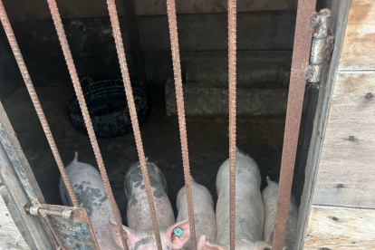 Los cerditos estaban en condiciones de hacinamiento e insalubres.