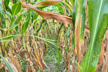 Uno de los cultivos afectados por hongos en la provincia de Los Ríos.