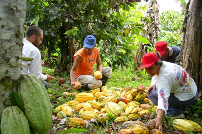 El sector cacaotero involucra a más de 138.983 productores a nivel nacional.