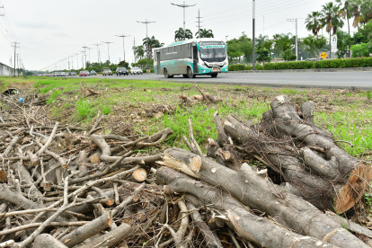 TALA DE ARBOLES EN LA PUNTILLA SAMBORONDON FOTOGRAFO: FRANCISCO FLORES PERIODISTA: JOSUE ANDRADE FECHA: 28-04-2025 AG-EXTERNOS
