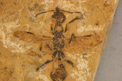 Reconstrucción paleoartística de la nueva especie, basada en el fósil y en una especie pariente cercana hallada en ámbar de Myanmar