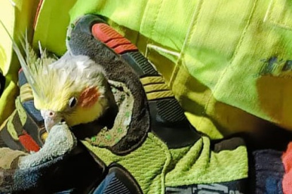 El rescate del lorito Cristian en Carapungo, norte de Quito, enterneció a los usuarios de redes sociales.