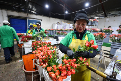 Personas trabajan seleccionando flores en el cultivo Esmeralda Farms, el 29 de abril de 2025 en el sector del Quinche (Ecuador).