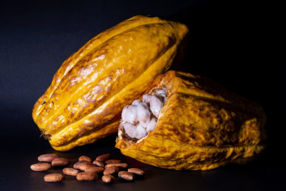 Palanda, ‘El Origen del Cacao’