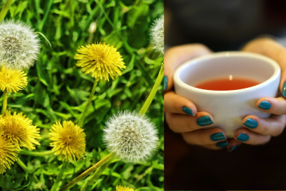 Diente de león: aliado natural para la salud