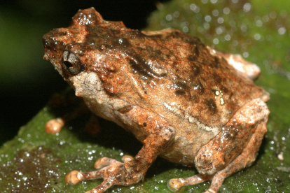 Los científicos buscan  con las ranas  tratar las enfermedades inflamatorias