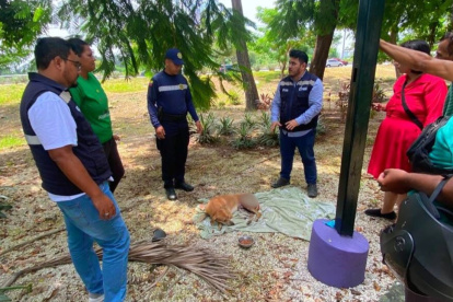 Samanes. El perro se encuentra estable.