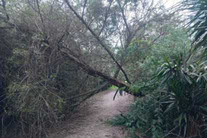 Árbol caído en la ruta ecológica del Chaquiñán, sector Churoloma. Vecinos piden mantenimiento urgente.