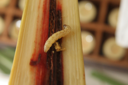 Referencial. El gusano afecta a las plantaciones y al ganado.
