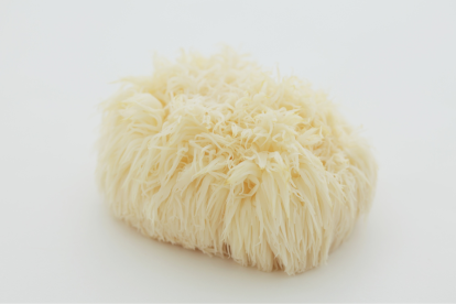 Este hongo es considerado como un posible aliado en la lucha contra el deterioro cognitivo.