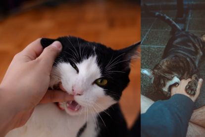 Cada gato es único, y dedicar tiempo a conocer sus preferencias y límites es la clave para una relación armoniosa