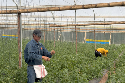 Pequeños agricultores ecuatorianos encuentran nuevas oportunidades al integrarse a cadenas de valor sostenibles.