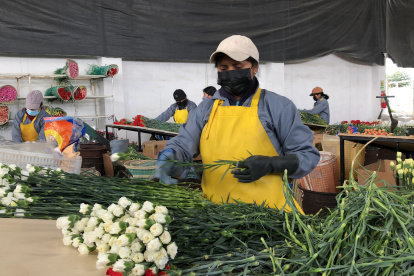 Solo 34 de cada 100 ecuatorianos tienen un empleo de calidad.