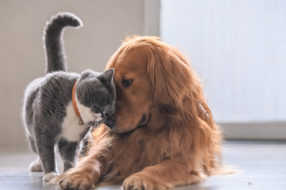 Referencial. Animales de compañía.