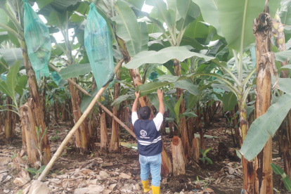 Técnicos de Agrocalidad realizan una vigilancia exhaustiva en las plantaciones de banano.