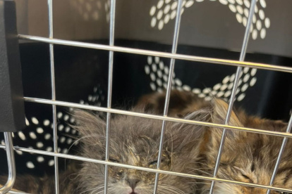 Once animales rescatados de un presunto caso de maltrato y comercio ilegal en el mercado Las Cuadras