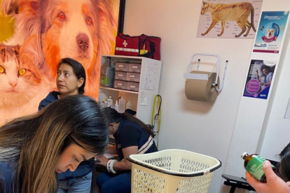 La veterinaria tenía en stock fármacos vencidos desde 2024, incluyendo medicamentos de uso humano.