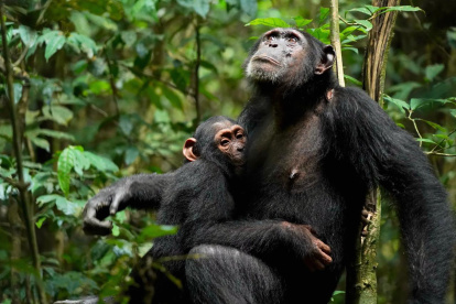 Una madre chimpancé (Xela) amamanta a su cría (Xort).