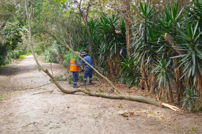 El fin de semana un árbol cayó en el km 8 de El Chaquiñán, en Tumbaco. Personal de Epmmop acudió al lugar para realizar la limpieza.