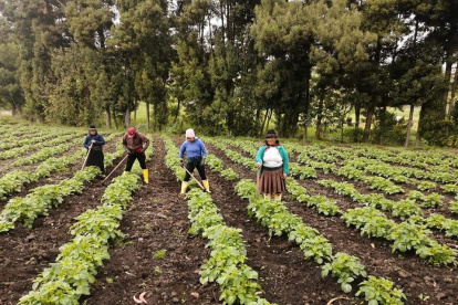 El renacer de la papa nativa en manos de los hijos de la tierra en el páramo de tres cantones de Tungurahua.