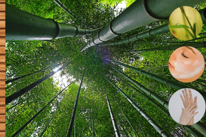 El Bambú garantiza muchos beneficios para tu cuerpo y tu hogar