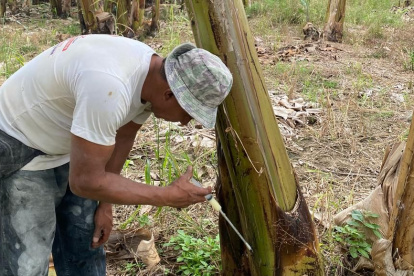 Un agricultor inyecta aceite ozonizado a una planta contra el Moko, el producto está a prueba.
