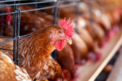 Brasil exportó más de 5 millones de toneladas de productos avícolas durante el 2024.