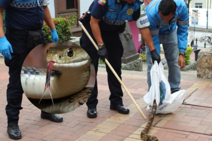 La serpiente encontrada en Las Peñas fue puesta nuevamente en su hábitat natural