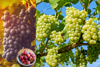 Las uvas pueden ayudar a mantener la fuerza y funcionalidad muscular con el tiempo