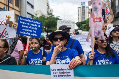 En Guayaquil, la Fundación Rescate Animal denuncia que las cifras de eutanasia han aumentado en un 250% en los primeros meses del año