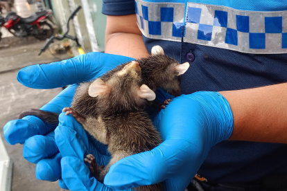 Animales como las zarigüeyas buscan refugio y alimento en las ciudades. Dos ejemplares aparecieron en el centro de Guayaquil.