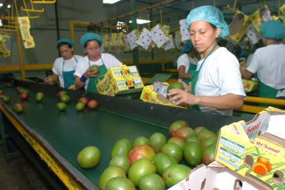 El mango está entre los principales productos no tradicionales que se venden a ese mercado.