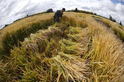 Un trabajador corta muestras de arroz en los cultivos experimentales de arroz del INIA (Instituto de Investigaciones Agropecuarias) en San Carlos, región de Ñuble, Chile, el 10 de abril de 2025.
