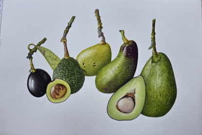 La exhibición se titula Cosechando Herencia: Celebrando la Diversidad de Cultivos en Ecuador.