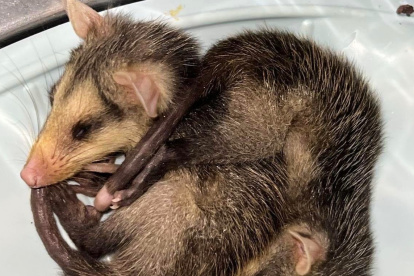 Las zarigüeyas son animales silvestres que suelen llegar a la zona urbana en busca de comida y refugio. Son inofensivas.