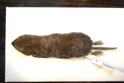 Muestra. Musaraña hallada en la Amazonía, cerca de Perú.