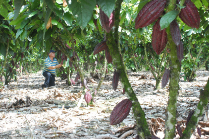Agricultor en sembrío de plantas de cacao.