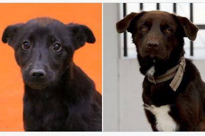 Conoce a los animales de compañía que esperan una familia responsable y cariñosa.