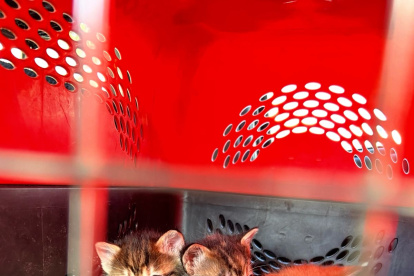 Los felinos estaban encerrados en costales y expuestos al inclemente sol.