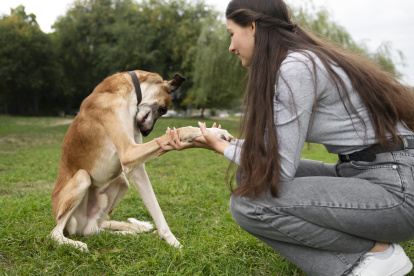 Aprende a educar a tu mascota: curso de adiestramiento canino en Ecuador