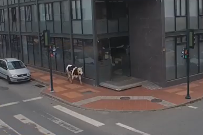 Una vaca recorre las calles del centro de Loja y entra a un edificio de oficinas, generando sorpresa entre los trabajadores.