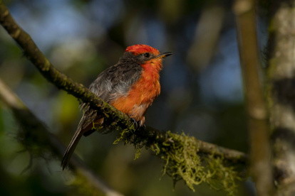 Un pájaro brujo (Pyrocephalus nanus) en la isla Santa Cruz de Galápagos. Esta es una de las especies más amenazadas del archipiélago.